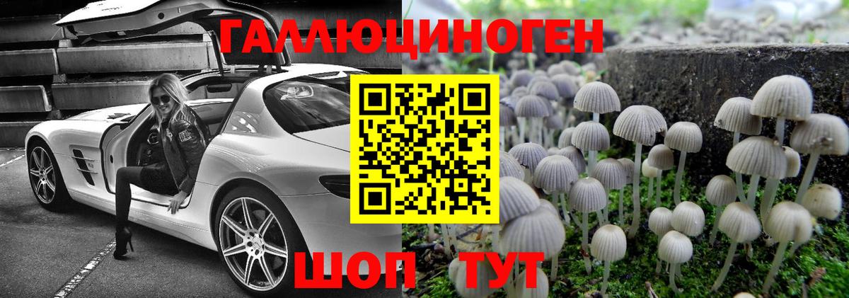 Грозный  Псилоцибиновые грибы Psilocybine cubensis  Вход с VPN  Псилоцибиновые грибы Psilocybe 